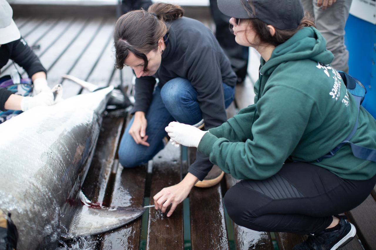 杰克逊维尔大学的学生在海洋研究船上对鲨鱼进行测试.